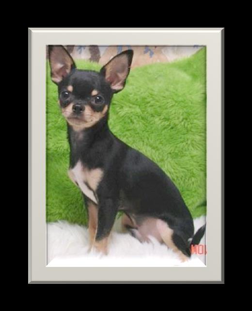 Raça: Chihuahua País de origem: México Nome original: Chihuahua Tamanho: 15 a 22 cm Temperamento: vivaz, corajoso, alerta. Chihuahua é uma raça canina bem pequena e muito amável e brincalhona.