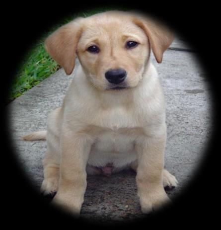 Raça: labrador Retriver País de origem: Grã-Bretanha Nome original: Labrador Retriver Tamanho: 54 e 56 cm Porte: médio a grande inteligente.