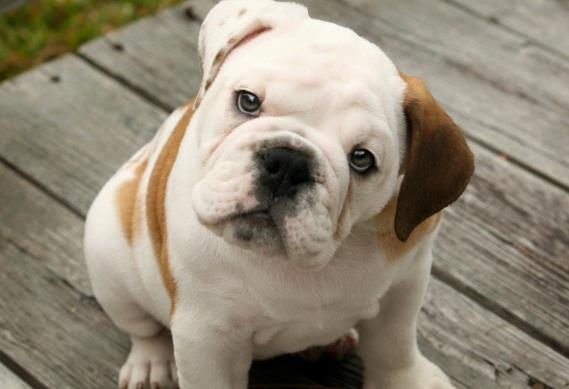 Raça: Bulldog País de origem: Grã-Bretanha Nome original: Bulldog Peso: entre 24 e 25Kg Porte: médio Temperamento: afetuoso, leal, confiável e corajoso.