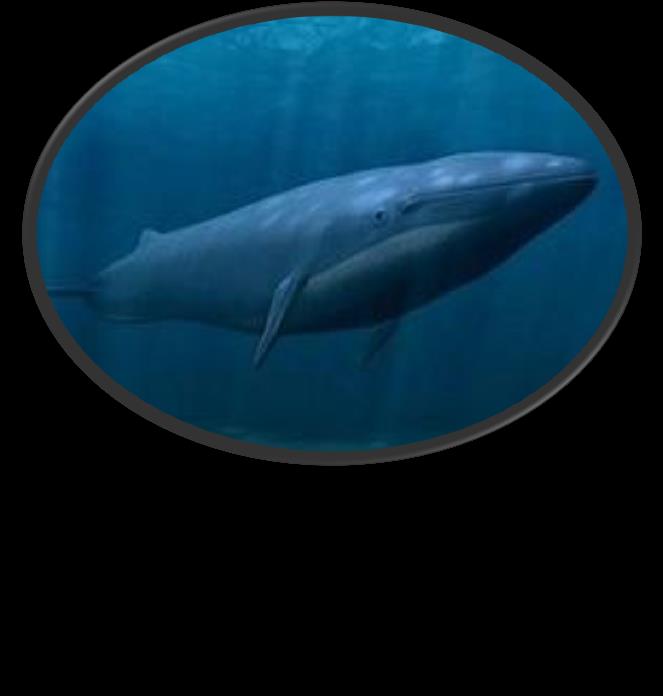 A baleia-azul conhecida cientificamente como Balaemoptera musculus é o maior