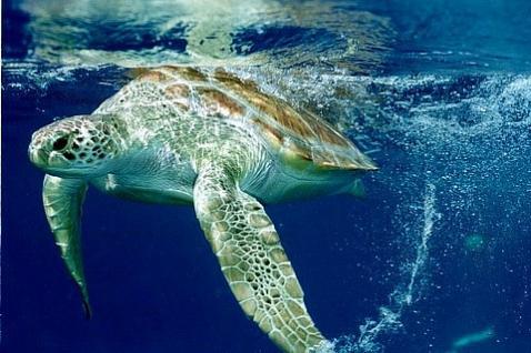 As Tartarugas-marinhas também chamadas de Cheloniidae (nome cintífico) pesam 600 kg, medem 2m de comprimento e 1,5m de largura. Habitam todos os oceanos, exceto o Oceano Antártico.