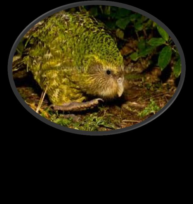 O Kakapo - Strigops habroptilus, habita a Nova Zelândia e alimentase de frutos, sementes e folhas.