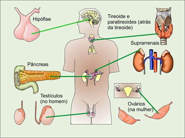 Glândula tireóidea: secreta os