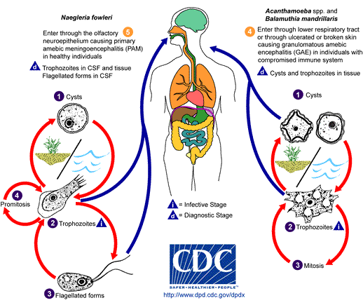 Morfologia Balamuthia mandrillaris: 2 formas morfológicas Trofozoíto: 1 núcleo central, é vesiculoso.