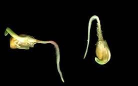 gravitropismo adequação das plantas à direcção da força gravítica; se uma planta for inclinada, o crescimento subsequente encurvá-la-á de modo a retomar a orientação vertical; devem-se a moléculas