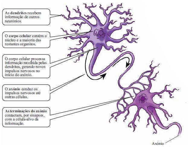 Como a figura revela, as unidades fundamentais do sistema nervoso (os neurónios) são constituídas por três partes bem diferenciadas, as dendrites, o corpo celular e o axónio; nos vertebrados, o