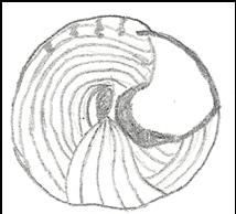 Scutum- placas pares superiores internas que juntamente com o tergum fecham a abertura opercular. Scutum Sedas- cerdas (pêlos grossos e ásperos) quitinosas dos anelídeos.