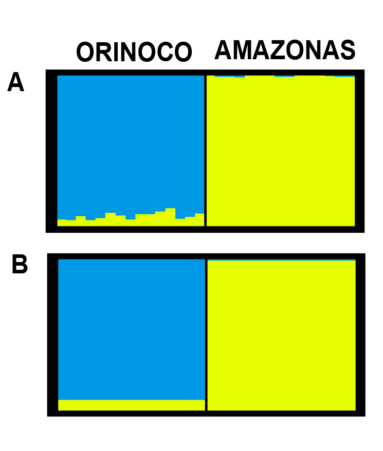 15.2 ADN Nuclear: SNPs O programa STRUCTURE, utilizando marcadores SNPs (398 loci para B. rousseauxii, 601 para C. macropomum, 371 para P. tigrinum e 322 para P. orinocoense/p.