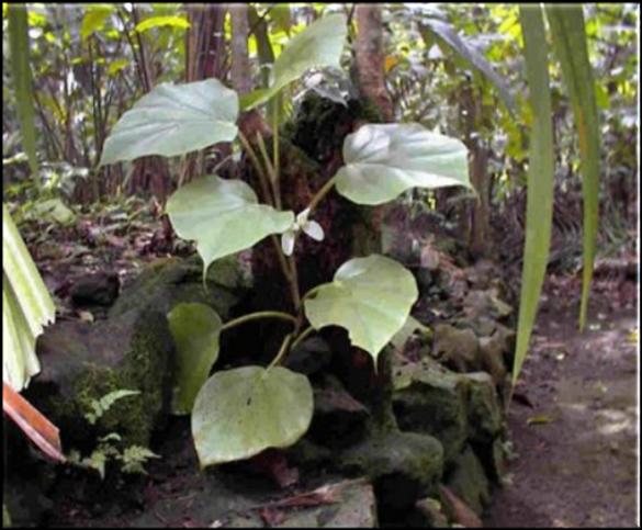 Flora de S. Tomé e Príncipe: As ilhas de S.