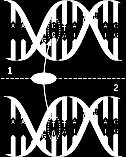 POLIMORFISMOS DE DNA DO CROMOSSOMA Y: SINGLE NUCLEOTIDE POLYMORPHISMS (SNPS) APLICAÇÕES FORENSES Estudar as populações de modo a identificar o que as distingue é fundamental para que possamos