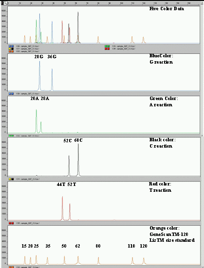 MATERIAL E MÉTODOS A cada um dos 4 nucleótidos está associado um fluorocromo: A (verde), G (azul), C (amarelo), e T (vermelho).