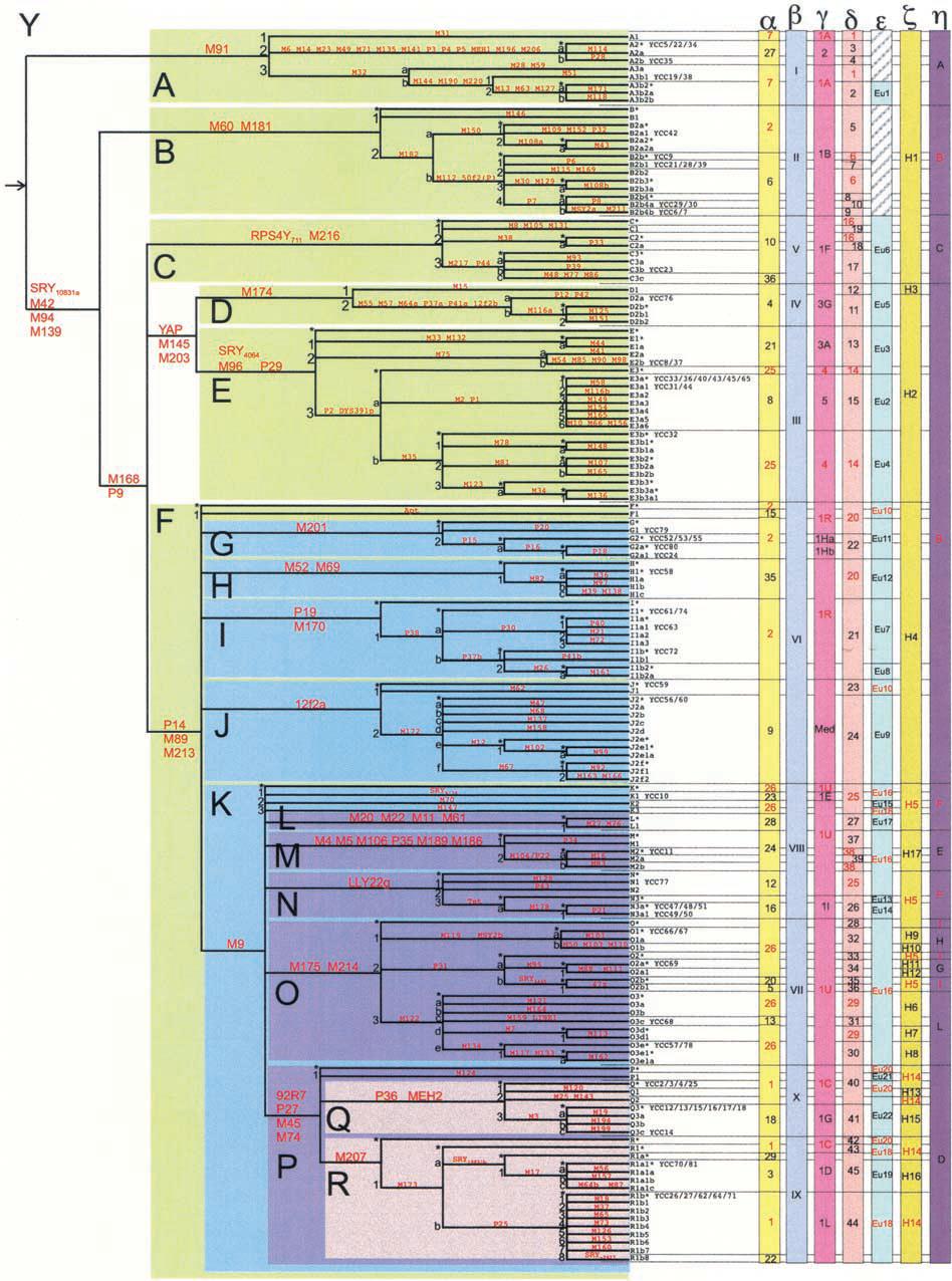 RESULTADOS Deste modo, foi possível determinar a variação nucleotídica presente e, por análise comparativa com a árvore dos haplogrupos binários do cromossoma Y humano proposta pelo Y CHROMOSOME