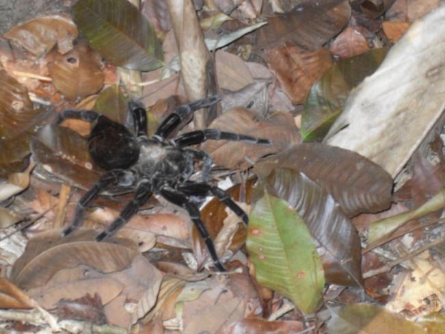 Organizações Participantes Secretaria de Meio Ambiente de Rondônia (SEDAM). EMBRAPA/Rondônia.