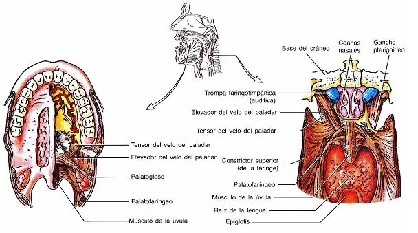 36 Figura 20.