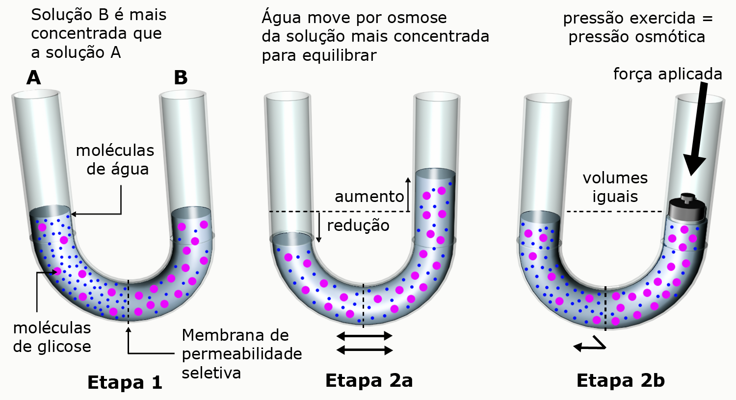 # M2U11 Transporte através da membrana Nos organismos vivos, a difusão de solutos através da membrana sempre vai ocorrer de um meio aquoso para outro meio aquoso, ou seja, o líquido extracelular e o