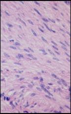 Citologia As células podem ser categorizadas por tamanho: Microscópicas (< 0,1 mm). Macroscópicas (> 0,1 mm): podem ser vistas a olho nú.