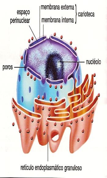 Citoplasma Fica entre a membrana e o núcleo; É preenchido pelo hialoplasma; É onde encontram-se dispersos os organóides (organelas citoplasmáticas) que garantem o bom