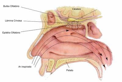 Olfato Os sentidos humanos http://www.terra.com.
