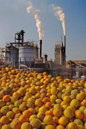 O SETOR Brasil é lider mundial na produção e exportação de suco de laranja, respondendo por 50% da produção mundial e 85% das exportações mundiais.