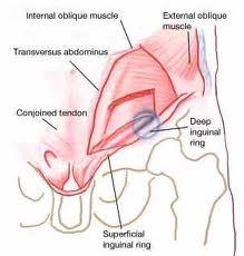 Situa-se paralela e acima da metade medial do ligamento inguinal.