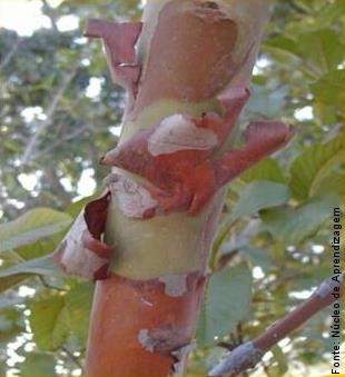 Súber (tecido suberoso) Tecido de revestimento 2º; Originado a partir do felogênio; Protege as partes mais velhas da