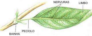 Tecido de Sustentação - Colênquima Sustentação de órgãos jovens da planta; Células VIVAS; Encontrado