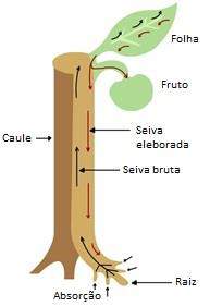 SEIVA BRUTA ou SEIVA INORGÂNICA SEIVA ELABORADA ou SEIVA ORGÂNICA Água e sais minerais