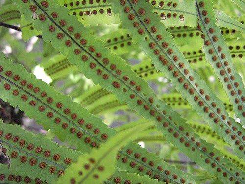 Pteridófitas Plantas VASCULARES