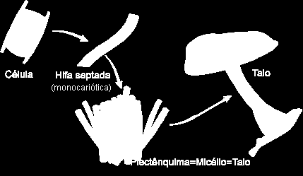 Características fundamentais do ciclo de vida da Espirogira: - isogamia morfológia e heterogamia funcional; - meiose pós-zigótica; - organismo haplonte; - alternância de fases nucleares, sendo a fase