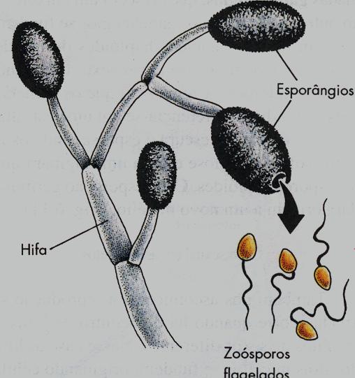 gema, onde se localiza um dos núcleos. Separam-se as duas células, uma pequena e a outra com a maior parte do citoplasma.