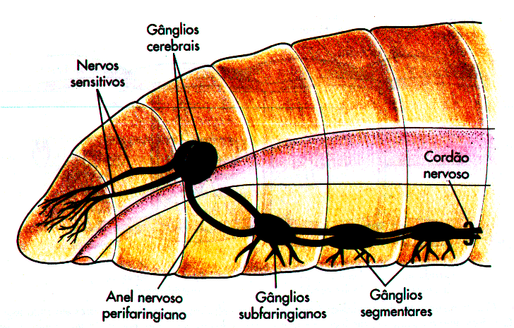 unidos por vasos transversais; - As trocas gasosas dão-se ao nível da pele, que é muito vascularizada hematose cutânea; - Sistema excretor constituído pelos metanefrídios (um par por segmento à