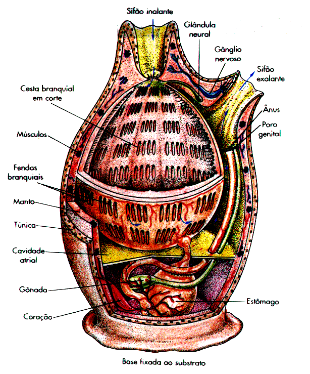 - Urocordados (do gr.