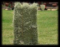 Porte alto, quando comparada às demais Colmo e folhas largas de cor verde escuro Alta produção Elevado valor nutritivo, apesar de altos valores de FDN 55 56 Exigente em fertilidade do solo Responde