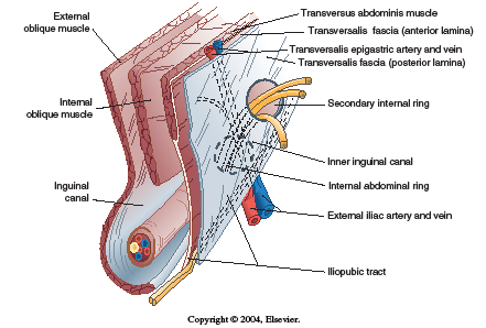 Trato Ílio-púbico (lig de Thomson): Continuação da aponeurose e da fáscia do transverso abdominal.