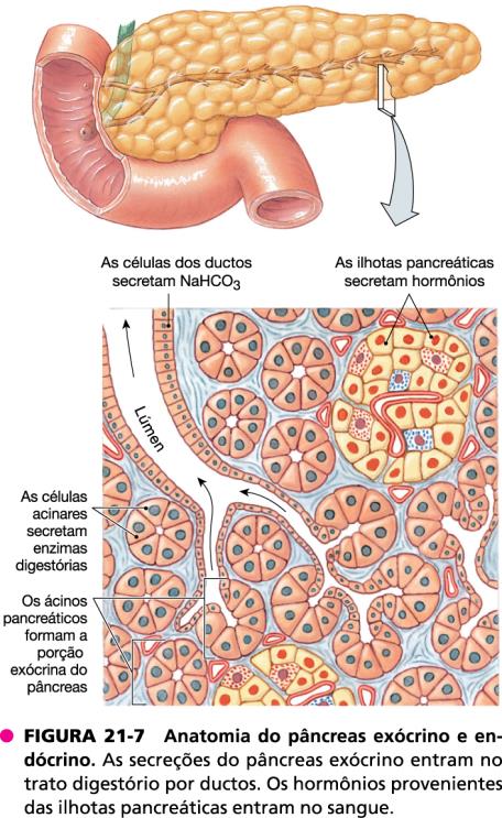 Secreção pancreática Ácinos: correspondem à parte exócrina do pâncreas e secretam suco pancreático no duodeno;