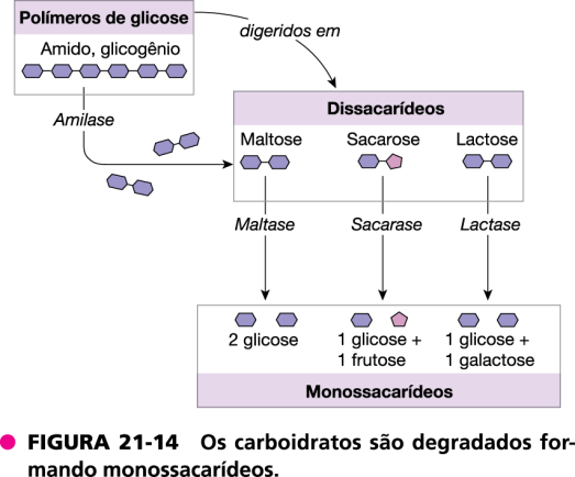 Secreção entérica Intestino delgado: Glândulas mucosas compostas da porção proximal do duodeno: grandes quantidades