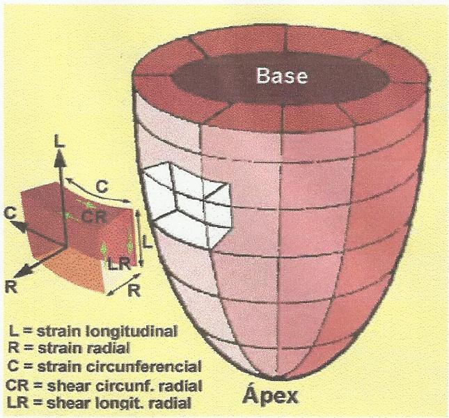 circunferencial, e à semelhança do strain longitudinal, também apresenta valores negativos pois a cavidade ventricular final (sístole) é menor que a cavidade ventricular (28) (29) inicial (diástole).