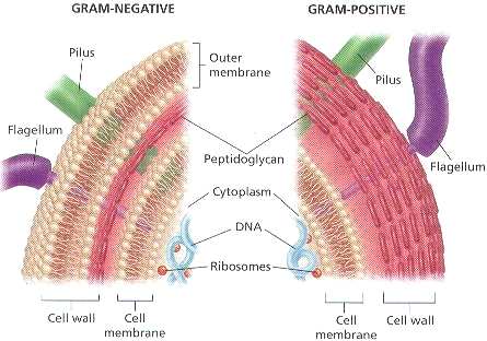 Estrutura: Coloração de Gram Método de coloração de bactérias (Christian Gram, 1884): Coloração de Gram Gram-positivos (roxo) x Gram-negativos (vermelho)