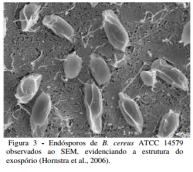 Cap..; 03 COCOBACILO : Forma de bastão curto Espiroqueta (espirilo), vibrião: forma de espiral Listeria monocytogene