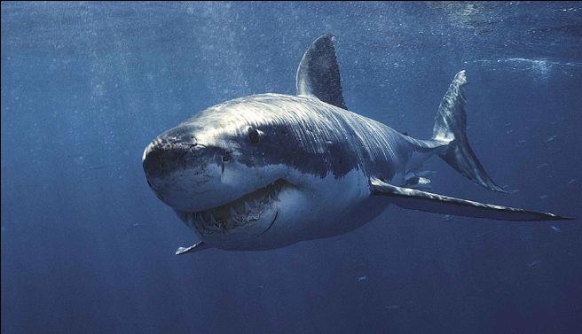 O Tubarão-branco tem o nome científico de Carcharodon carcharias, vive nas águas costeiras de todos os oceanos,