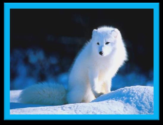 Lobos-da-neve são animais grandes e fortes, pode chegar a ter 3m de extensão, sua pele são quase sempre branca como a neve, alguns são levemente acinzentados.