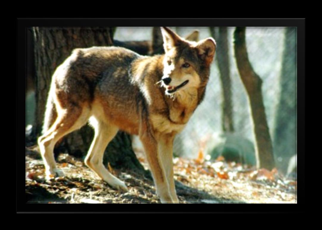 O lobo-vermelho tem o nome de Canis Rufus, habita toda a zona Sudeste do EUA.
