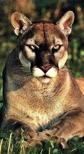 O nome científico dele é Puma Concolor Cougar, habita as Florestas e montanhas, chegam a medir até 2,40 m de comprimento e pesa até 100 km é um animal