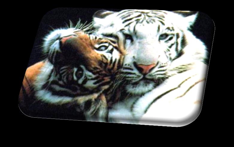 O Tigre-de-bengala pesa até 210 kg ou 252 kg, de nome científico Panthera Tigres, são encontrados nas Florestas da Índia.