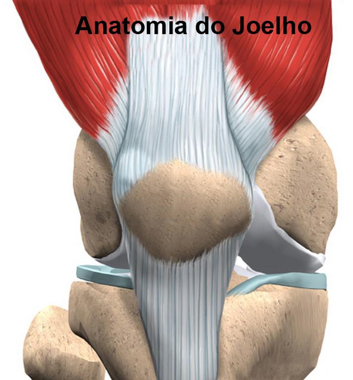 ANATOMIA DO JOELHO INTRODUÇÃO Para uma melhor compreensão de como os problemas ocorrem é importante algum conhecimento da anatomia da articulação do joelho e como as partes se relacionam para manter