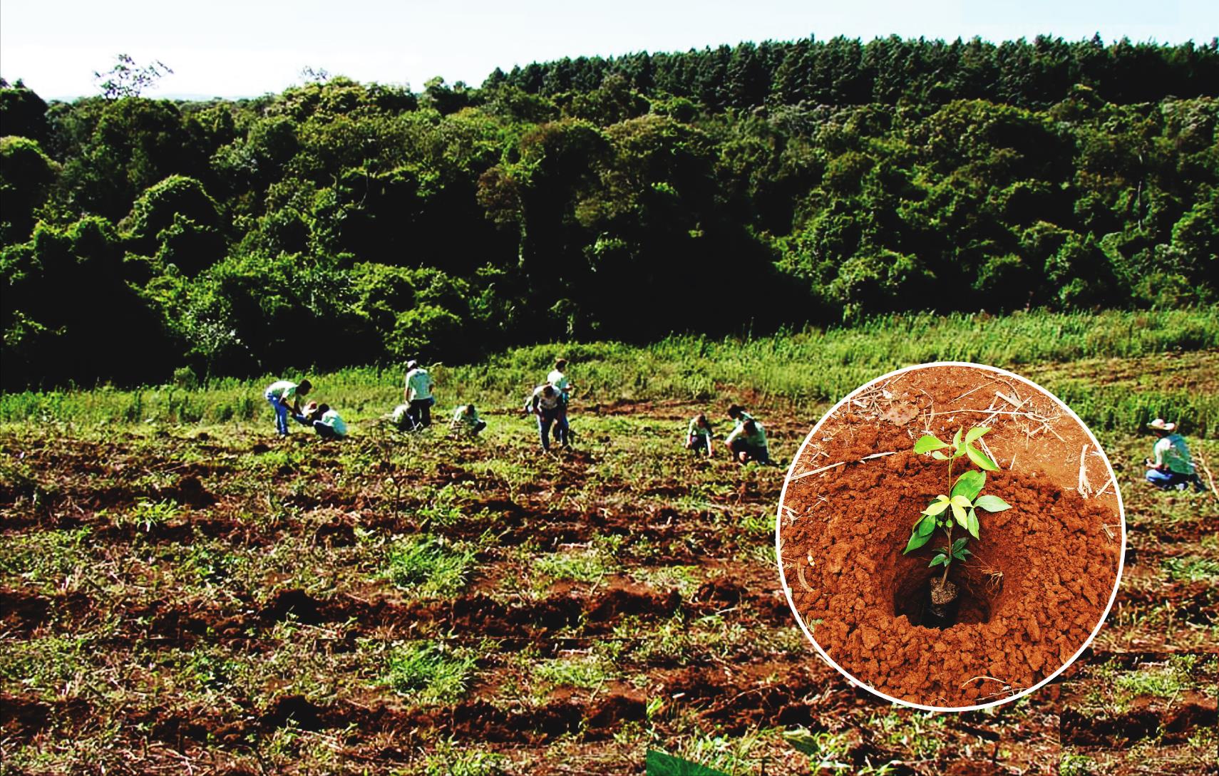 nossa atuação Atuamos? Na recuperação de áreas degradadas com o plantio de mudas de árvores nativas apropriadas para o solo e clima de cada região.