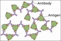 IMUNODIFUSÃO RADIAL IMUNOELETROFORESE Permite a quantificação do antígeno ou do anticorpo.
