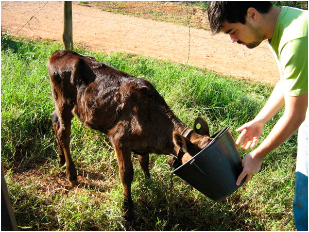 5 º C: Consistência Animais em aleitamento gostam de rotina!