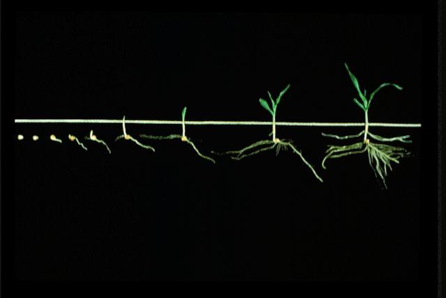 Germinação e Emergência (VE) Após a semeadura, as sementes absorvem água e começam a crescer.