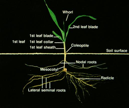 Germinação e Emergência (VE) O sistema radicular seminal (ou temporário), cresce nessa fase e a profundidade depende da profundidade da semeadura.